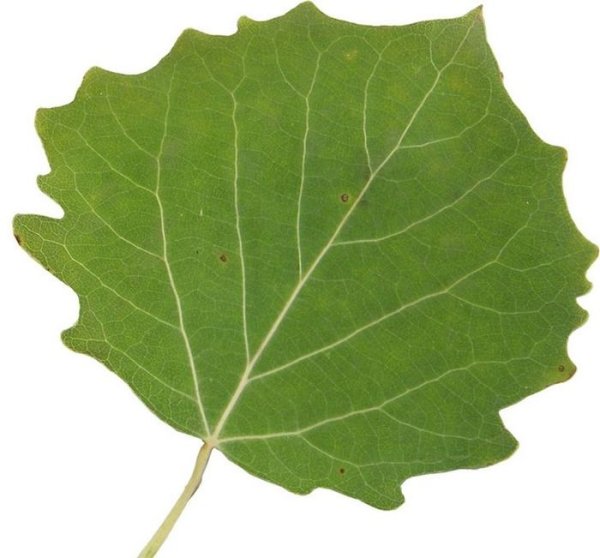 Строение листа осины