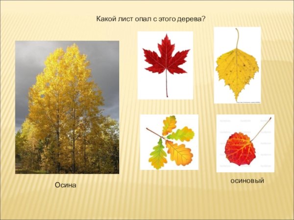 Листья осины и тополя осенью