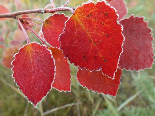 Осиновый лист