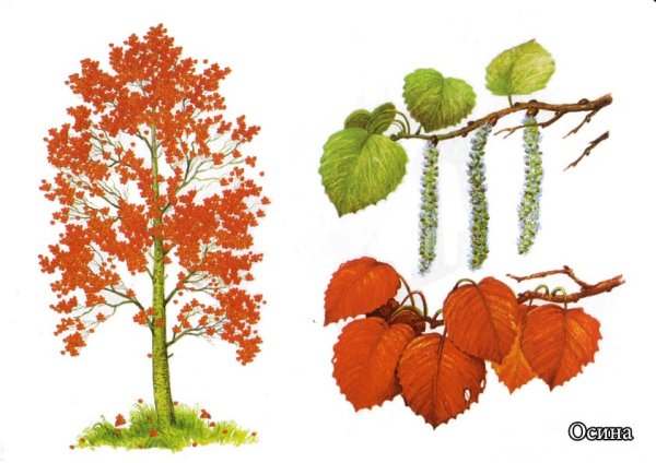 Осина листья и плоды