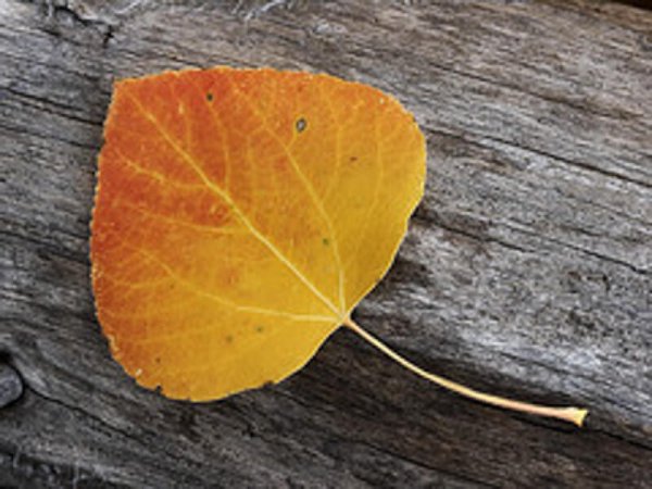 Листья осины акварелью