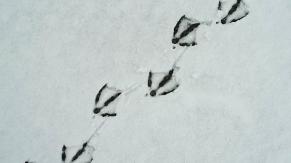 Следы лебедя