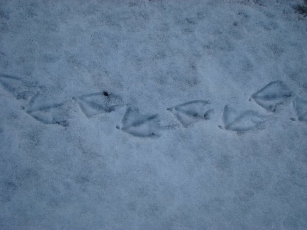 Следы утки на снегу