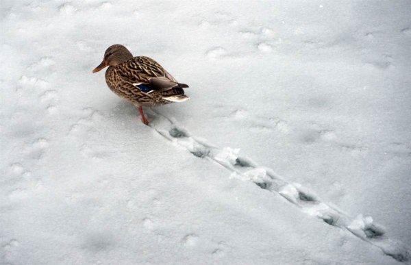 Утиные следы на снегу