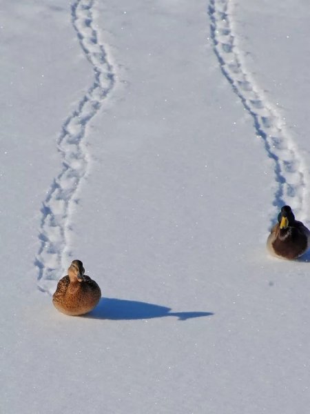 Птички на снегу