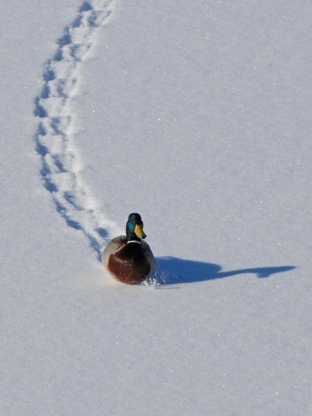 Утки на снегу