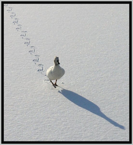 Птица ходит по снегу