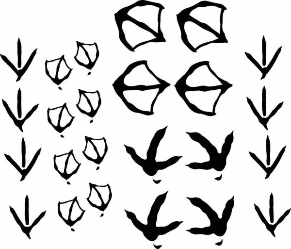 Отпечаток лапы гуся