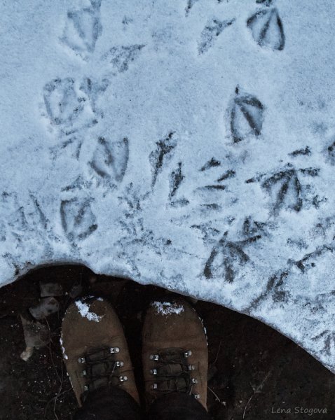 Утиные следы на снегу