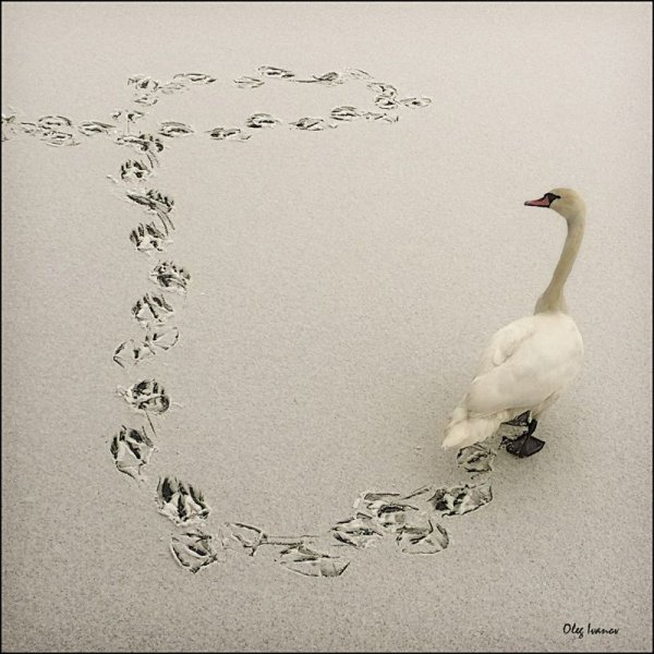 Следы лебедя