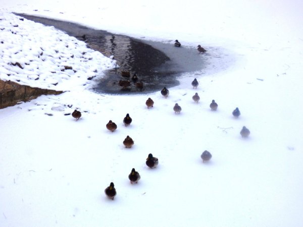 Утиные следы на снегу