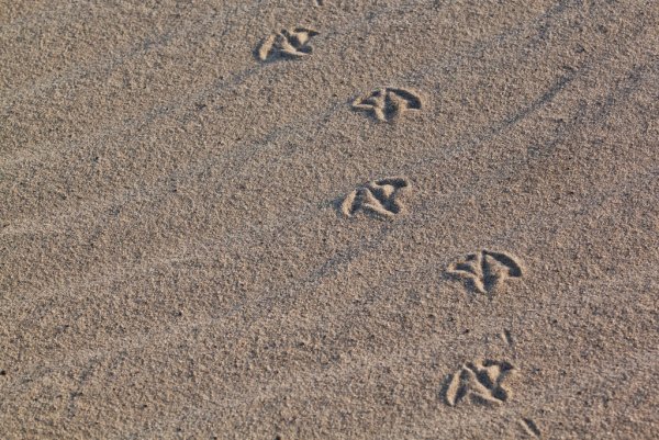 Гусиные следы