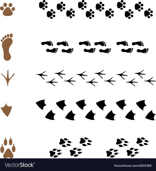 Следы утки на снегу