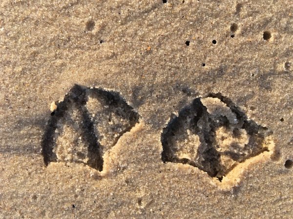 Следы Чайки на песке