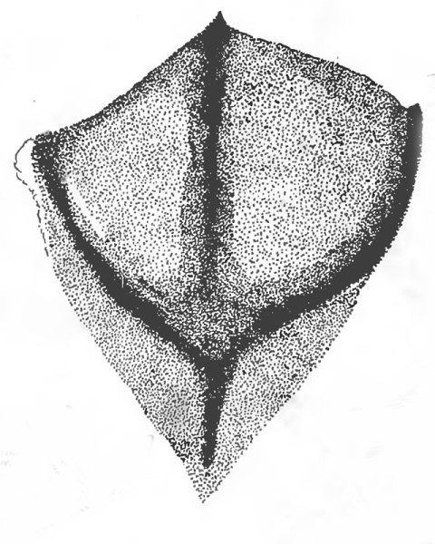 Отпечаток лапы утки
