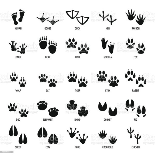 Утиный след