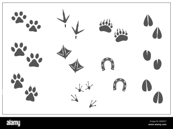 Следы лошади на снегу