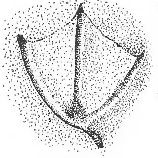 Следы кряквы