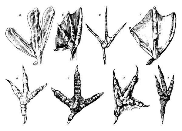 Птичьи лапы