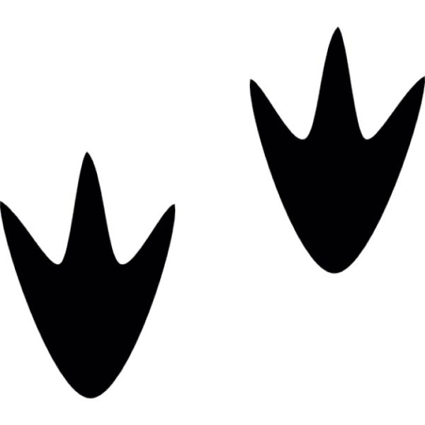 Утиный след