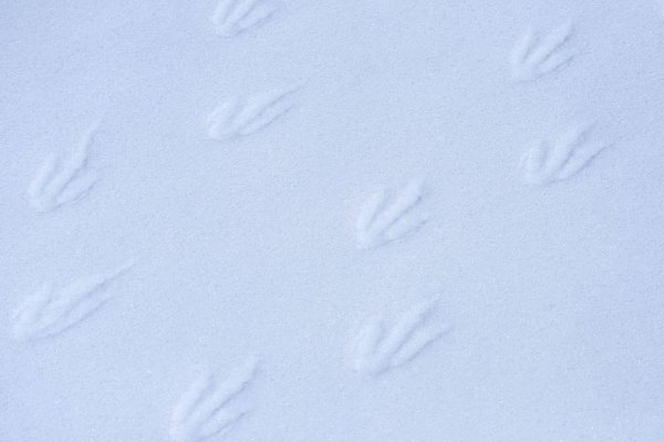 Следы пингвина на снегу