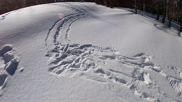 Следы глухаря