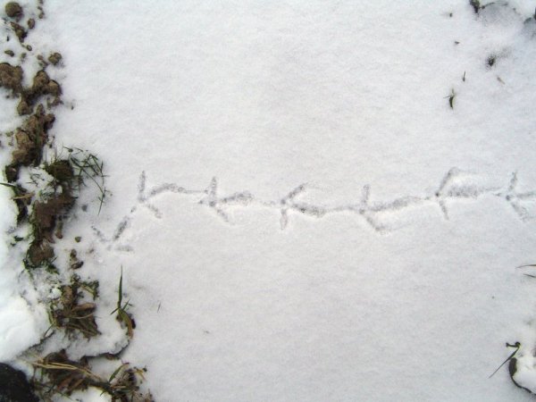 Следы тетерева на снегу