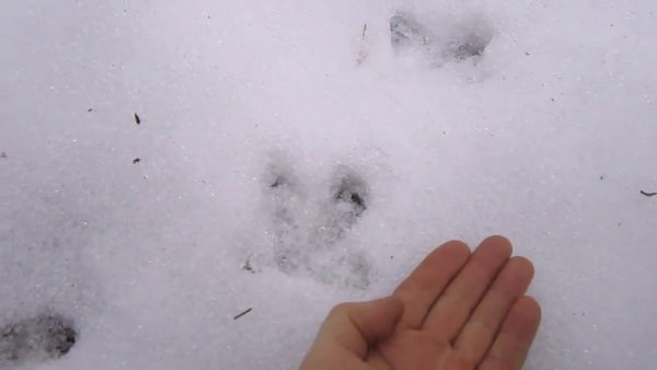 Следы глухаря на снегу