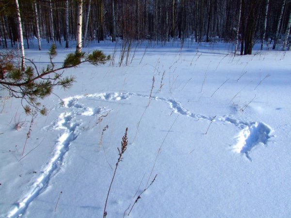 Следы глухаря на снегу