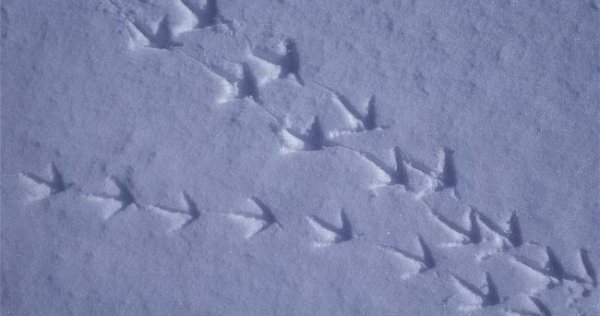 Серая куропатка следы