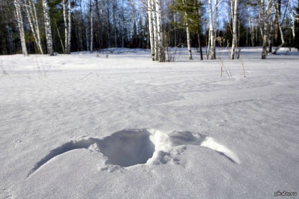 Тетерев зимой следы