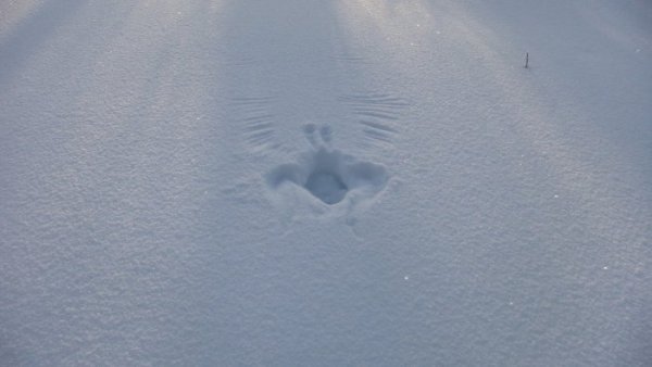 Следы тетерева на снегу