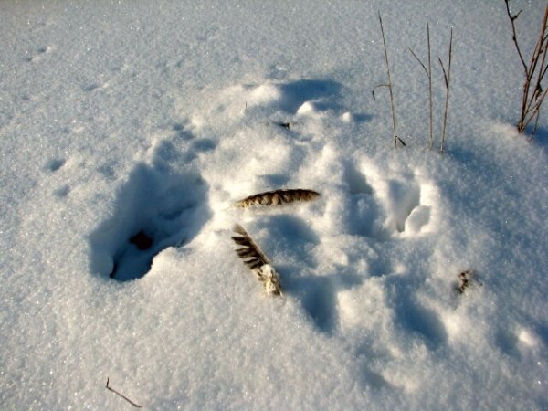 Следы куропатки