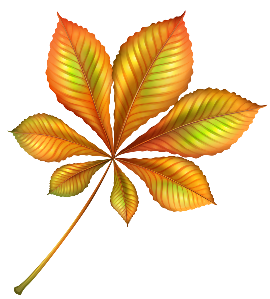 Листочки каштана