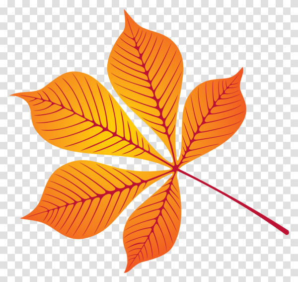 Лист каштана