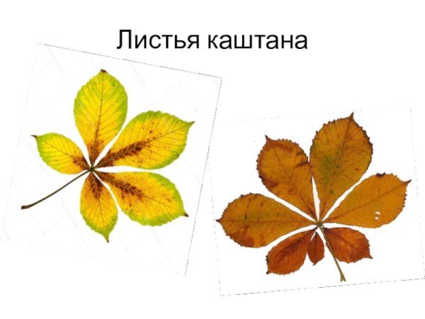 Листик каштана