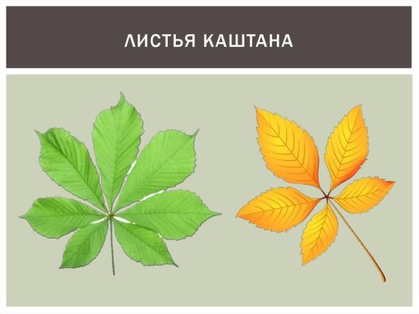 Рисунок листьев каштана