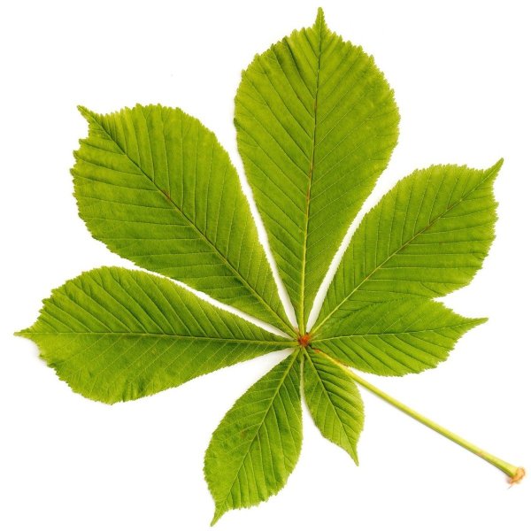 Листочки каштана