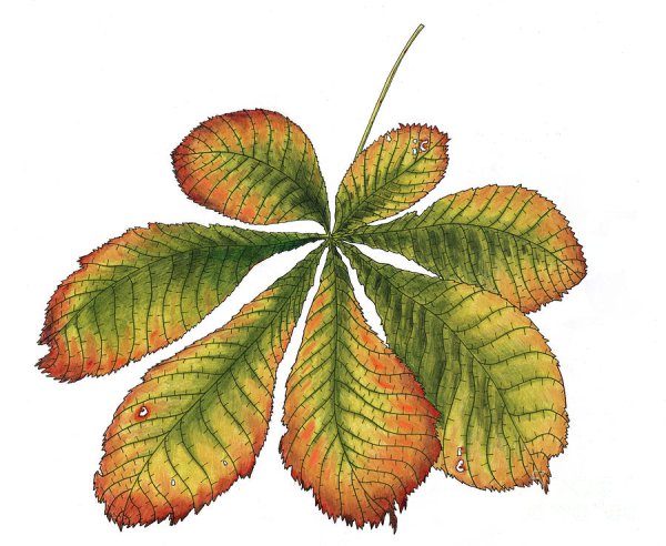 Зеленый лист каштана