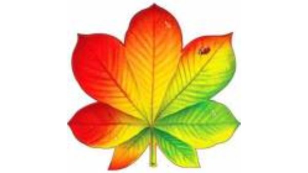 Разноцветные кленовые листья