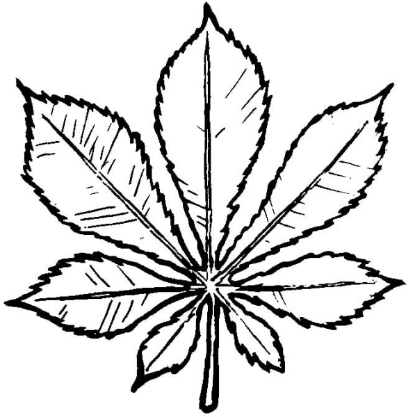 Листья деревьев раскраска