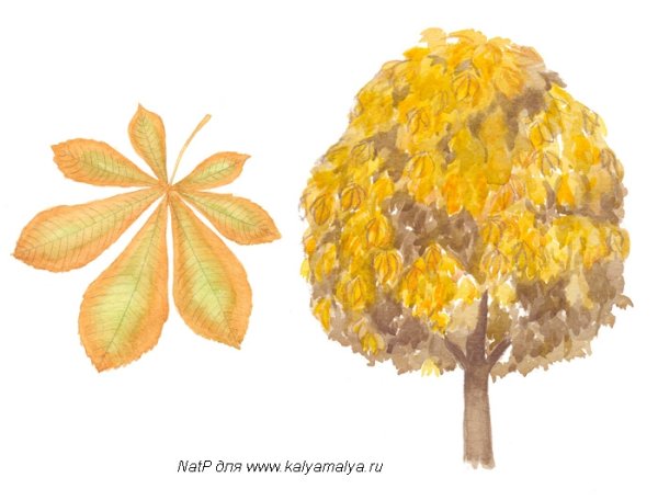 Осенний каштан дерево