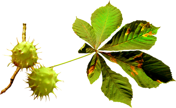 Каштан дерево лист плод