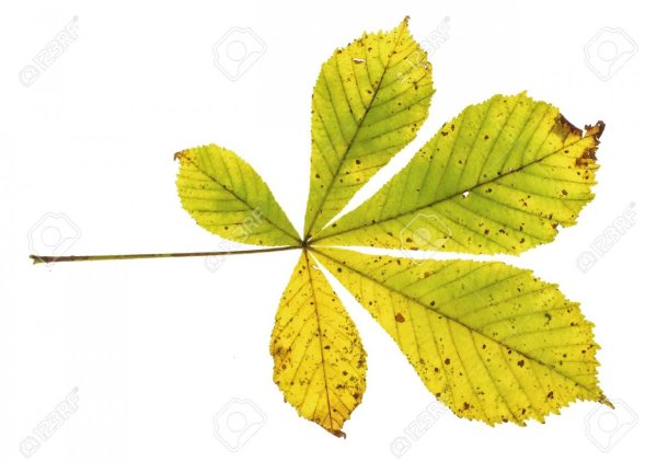 Лист каштана на белом фоне