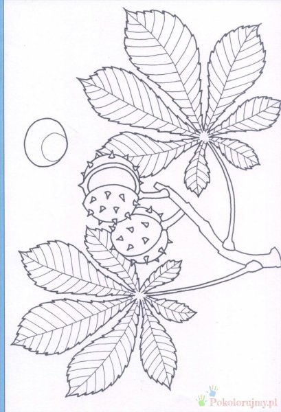 Каштан раскраска для малышей