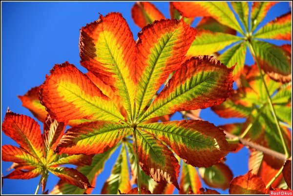 Листья каштана осенью