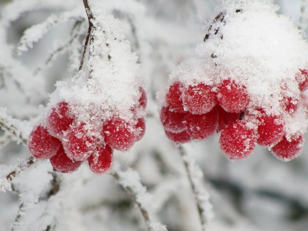 Калина в снегу