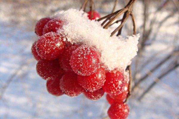 Ягоды калины зимой