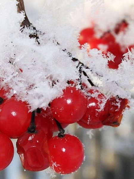 Зимние ягоды