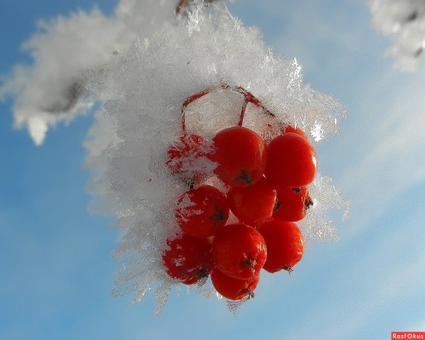 Гроздь рябины в снегу